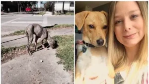 Read more about the article Hairless Stray Dog Finds His Owner and Undergoes an Incredible Transformation