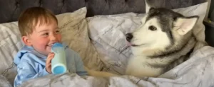 Read more about the article Husky Refuses to Leave Baby at Bedtime and Viral Video