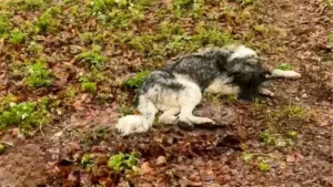 Read more about the article Dog in Critical Condition Rescued Moments Before the Worst Could Happen