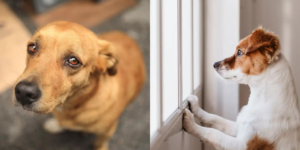 Read more about the article 7 Things That Hurt Your Dog That You Didn’t Know About!