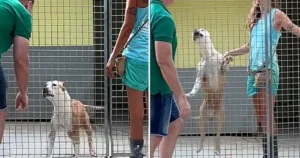 Read more about the article Dog Spends 270 Days in Shelter, Can’t Contain Joy When Someone Finally Pays Attention to Him