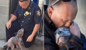 Read more about the article Abandoned Pitbull Puppy Adopted by the Firefighter Who Saved Her