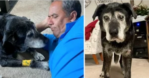 Read more about the article Even at 16 years old, man adopts dog showing his love for the dog in his final moments of life